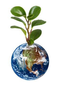 3d Earth planet with plant on white background.