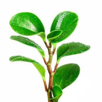 ficus plant closeup isolated on a white background