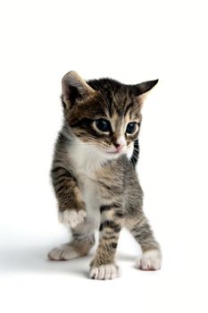 An image of a tiny little kitten on white background