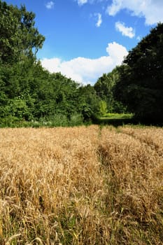 An image of a summer field of wheat 