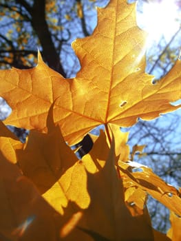 An image of leaves and sun