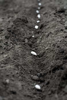 An image of white seeds in the ground