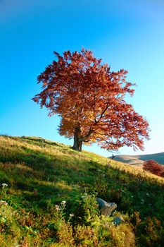 An image of red autumn tree on a hill