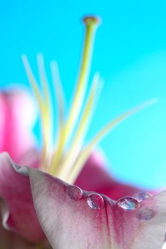 An image of flower closeup: petal with raindrop