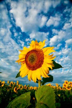 An image of yellow sunflower on dramatic background