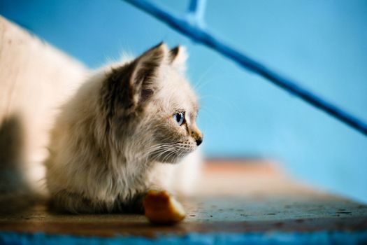 An image of grey kitten on stairs