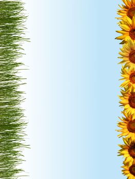 An image of sunflowers and grass in a line.
