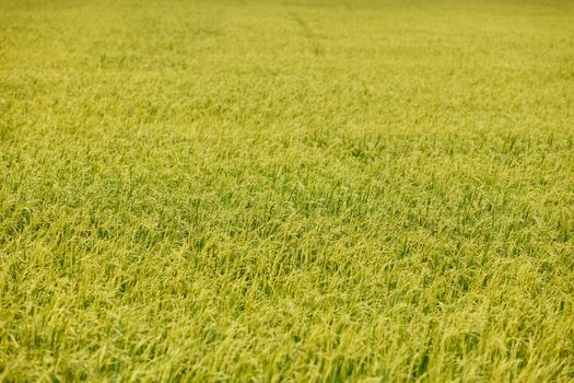 Green rice fields in Northern Highlands of Thailand