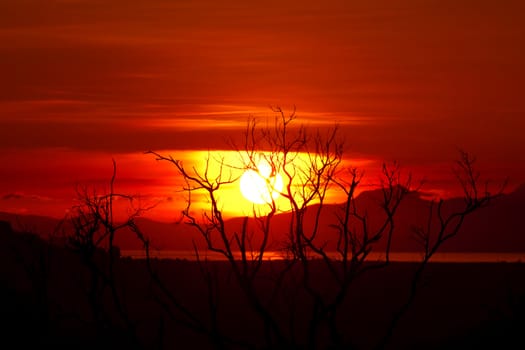 Beautiful sunrise on the sea and dead tree.