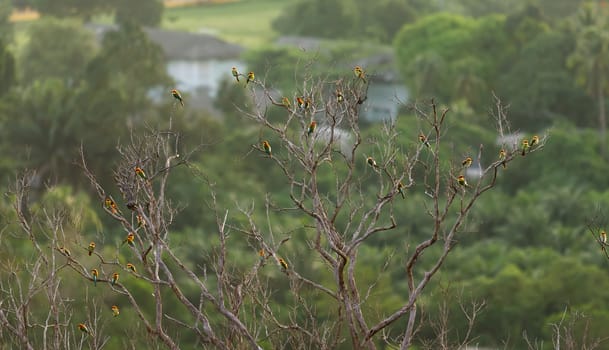 Birds on a branch of a dead tree.