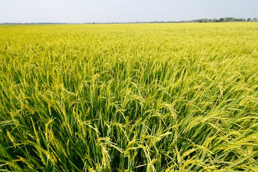 Green rice fields in Northern Highlands of Thailand