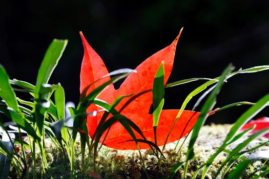 Red maple leaf  and green ferns in Phukradung National Park, Loei, Thailand.