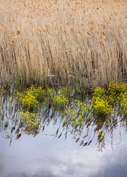 green grass on a background of dry reeds in the water