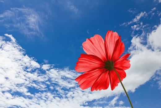 Red Cosmos flowers on blue sky background