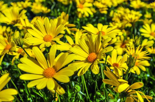 close up of a bunch of yellow daisies