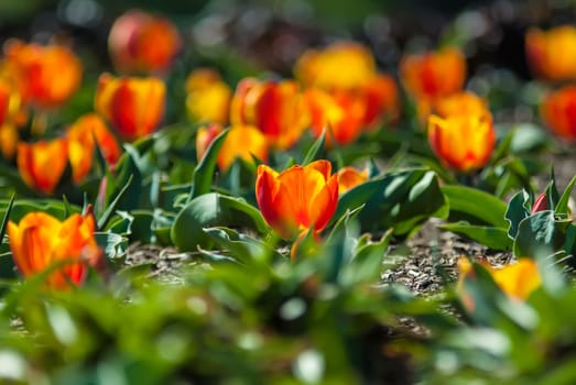 field of orange tulips