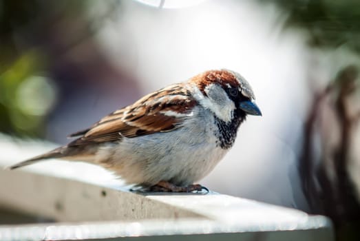 sparrow sitting on the balcony