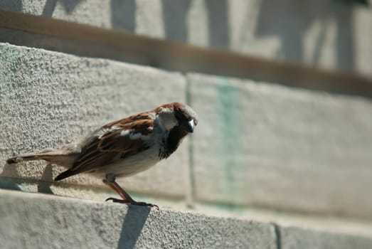 sparrow sitting on the balcony