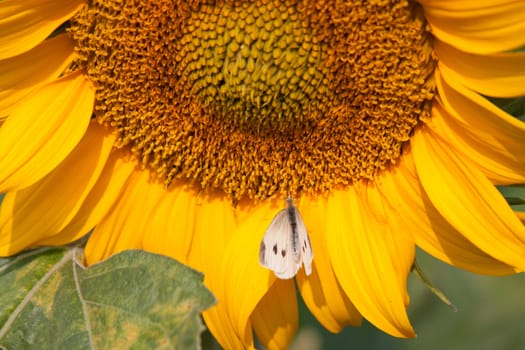 A close up of a sunflower with a moth drinking nectar.