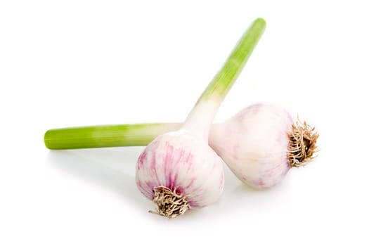 Garlic Vegetable Isolated on White Background 