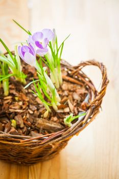 Clouse-up shoots of spring crocuses in a basket on a wooden background