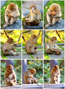 set of barbary macaque eating coconut