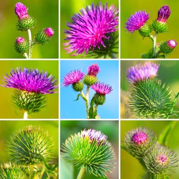 assortment of bur thorny flower. (Arctium lappa)