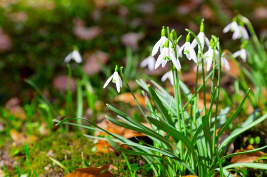 Close up of snowdrops spring. wild primrose flowers