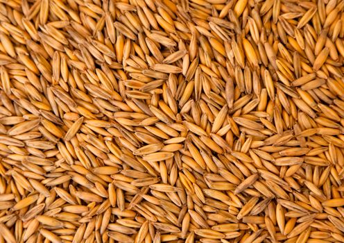 Texture of oats seeds