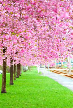 blossoming tree in spring on green grass (Sakura tree pink flower)