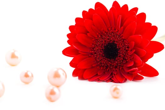 red gerber daisy, on white background