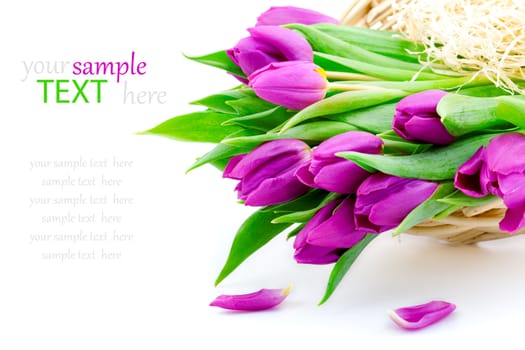 Pink tulips on white background (with sample text)