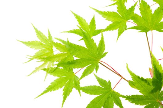 Green maple leaves, isolated on white