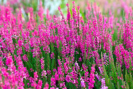 Pink flowers in the springtime, outdoor photo