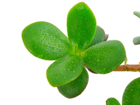 House plant - Crassula Ovata or Money tree. Isolated over white background.