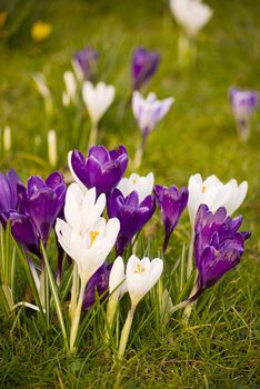 beautiful spring crocuses on a green grass in park