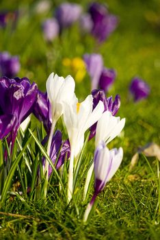 beautiful spring crocuses on a green grass in park