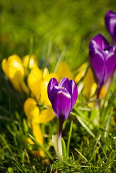 beautiful spring crocuses on a green grass in park