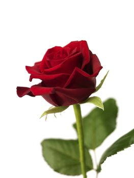 Red Rose on white background