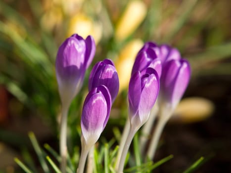 close up of purple crocus flower