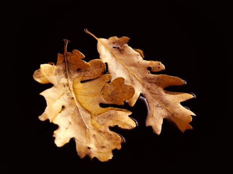 yellow leaf on the water