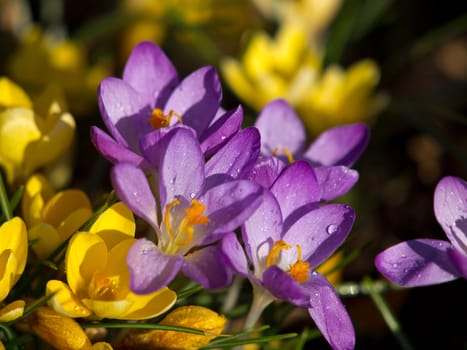 yellow and purple crocus flowers after the rain