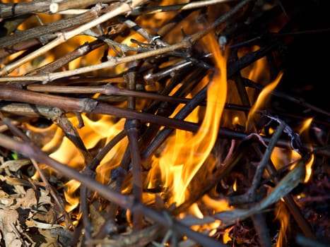 burning leafs and branches in the forest