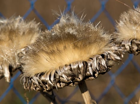 dry artichoke flover near the fence