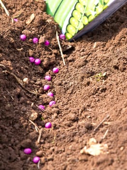 seeding green peas in the soil