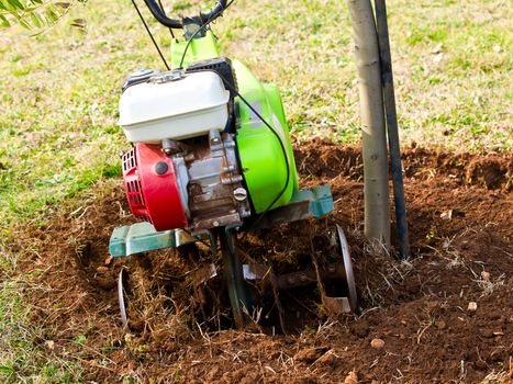 cultivating land around olive tree