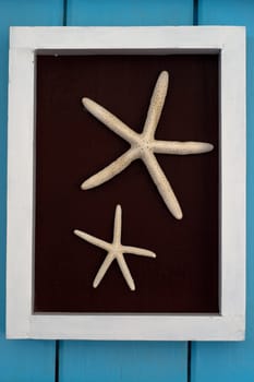 Starfish on brown background in white Wood frame and blue wall