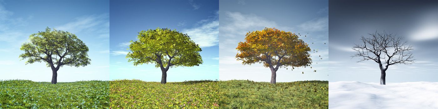 An image of a nice tree in four seasons
