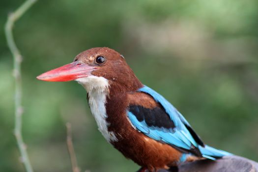 A white throated or white breasted kingfisher bird from the Indian tropics.