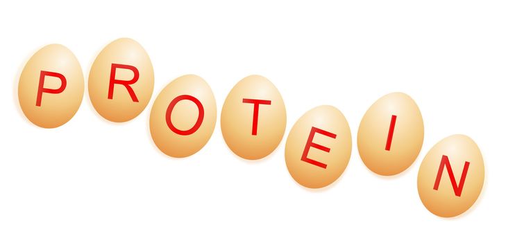 Illustration depicting a row of chicken eggs with letters spelling the word PROTEIN arranged over white.